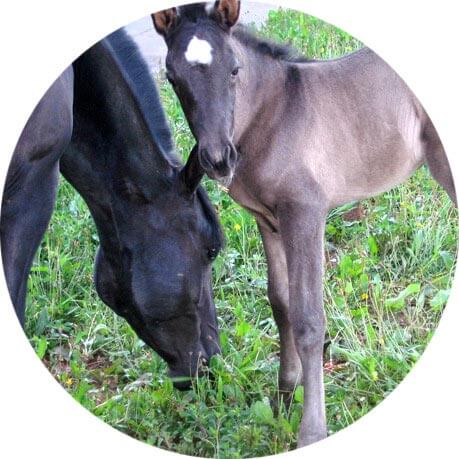 Séjour équestre dans le Jura avec votre cheval